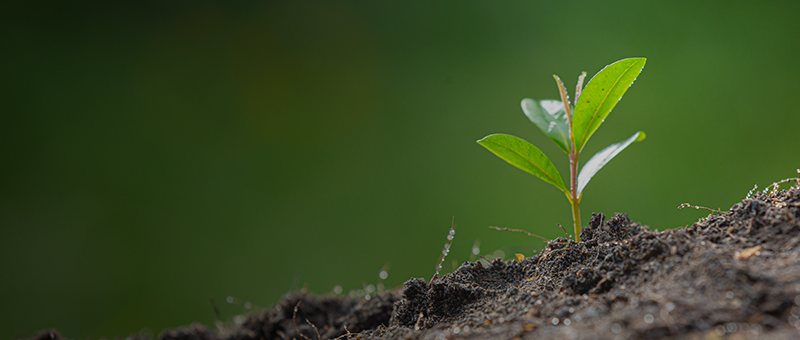 
				Green_plant_growing
			